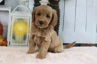 Lilac, a female Miniature Goldendoodle for sale in Baltic, OH – 4 of 4