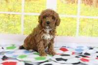 Haven, a female Miniature Goldendoodle for sale in Baltic, OH – 3 of 3