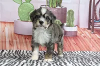 Sommers, a male Miniature Bernedoodle for sale in Baltic, OH – 3 of 4
