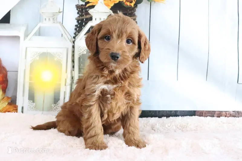 Mindy – Miniature Goldendoodle puppy for sale in Baltic, OH