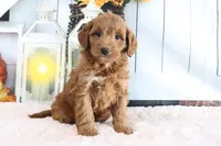 Mindy, a female Miniature Goldendoodle for sale in Baltic, OH – 1 of 4
