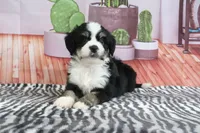Scout, a male Miniature Bernedoodle for sale in Baltic, OH – 2 of 4