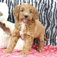 Baily, a female Goldendoodle for sale in Baltic, OH – Photo 2 of 5
