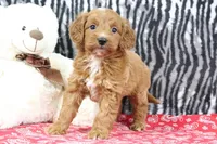 Baily, a female Goldendoodle for sale in Baltic, OH – Photo 2 of 5