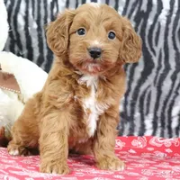 Baily, a female Goldendoodle for sale in Baltic, OH – Photo 3 of 5