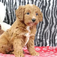 Baily, a female Goldendoodle for sale in Baltic, OH – Photo 1 of 5