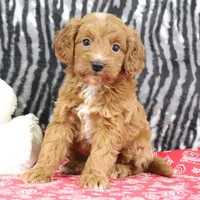 Baily, a female Goldendoodle for sale in Baltic, OH – Photo 4 of 5