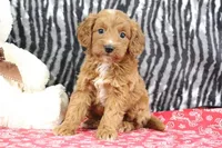 Baily, a female Goldendoodle for sale in Baltic, OH – Photo 4 of 5