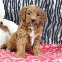 Baily, a female Goldendoodle for sale in Baltic, OH – Photo 5 of 5