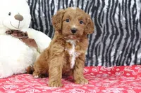 Baily, a female Goldendoodle for sale in Baltic, OH – Photo 5 of 5