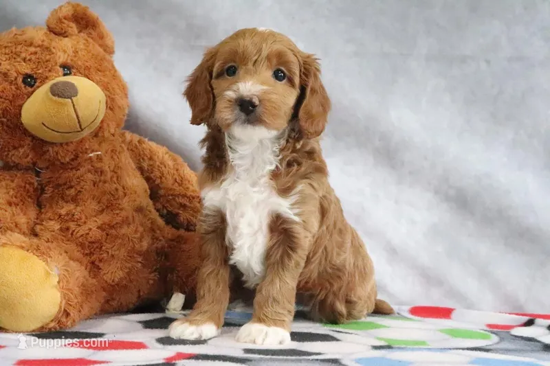 Angel – Miniature Goldendoodle puppy for sale in Baltic, OH