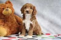 Angel, a female Miniature Goldendoodle for sale in Baltic, OH – Photo 1 of 4