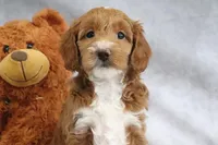 Angel, a female Miniature Goldendoodle for sale in Baltic, OH – Photo 3 of 4