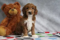 Angel, a female Miniature Goldendoodle for sale in Baltic, OH – Photo 2 of 4
