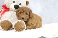 Ace, a male Miniature Goldendoodle for sale in Baltic, OH – 3 of 4