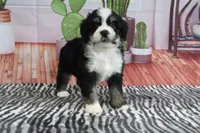 Scout, a male Miniature Bernedoodle for sale in Baltic, OH – 3 of 4
