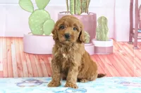Honey, a female Miniature Goldendoodle for sale in Baltic, OH – 4 of 5