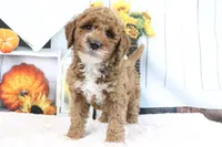 Kassie, a female Miniature Goldendoodle for sale in Baltic, OH – 4 of 4