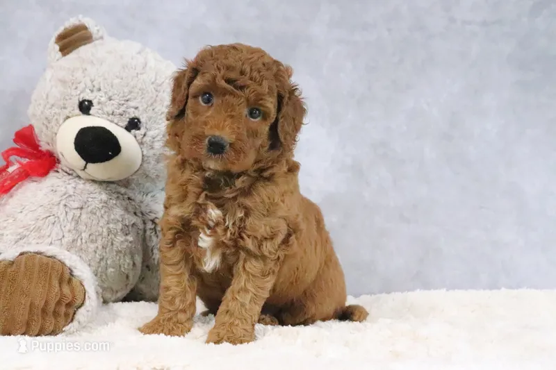 Ace – Miniature Goldendoodle puppy for sale in Baltic, OH