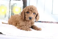 Murphy, a male Miniature Goldendoodle for sale in Baltic, OH – 3 of 4