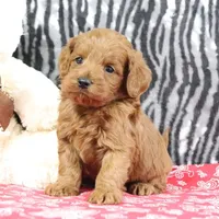 Bozo, a male Goldendoodle for sale in Baltic, OH – Photo 4 of 4
