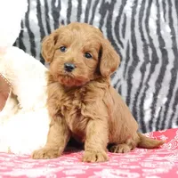 Bozo, a male Goldendoodle for sale in Baltic, OH – Photo 3 of 4