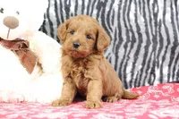 Bozo, a male Goldendoodle for sale in Baltic, OH – Photo 3 of 4