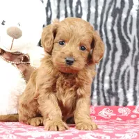 Bozo, a male Goldendoodle for sale in Baltic, OH – Photo 1 of 4