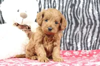 Bozo, a male Goldendoodle for sale in Baltic, OH – Photo 1 of 4