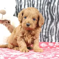 Bozo, a male Goldendoodle for sale in Baltic, OH – Photo 2 of 4