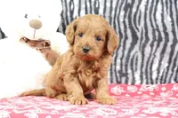 Bozo, a male Goldendoodle for sale in Baltic, OH – Photo 2 of 4
