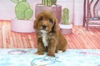Hank, a male Miniature Goldendoodle for sale in Baltic, OH – 4 of 5