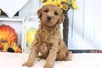 Klay, a male Miniature Goldendoodle for sale in Baltic, OH – 4 of 4