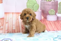 Princess, a female Miniature Goldendoodle for sale in Baltic, OH – 4 of 5