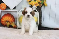 Blake, a male Miniature Goldendoodle for sale in Baltic, OH – 3 of 4