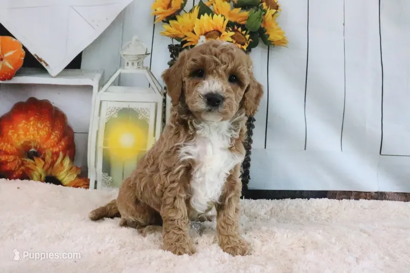 Fifi – Miniature Goldendoodle puppy for sale in Baltic, OH