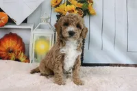 Fifi, a female Miniature Goldendoodle for sale in Baltic, OH – 1 of 4
