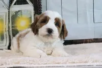 Bella, a female Miniature Goldendoodle for sale in Baltic, OH – 4 of 4