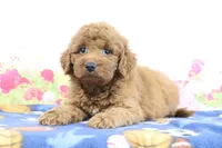 Fallon, a male Miniature Goldendoodle for sale in Baltic, OH – 3 of 4