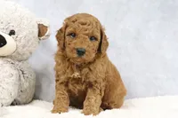 Arnold, a male Miniature Goldendoodle for sale in Baltic, OH – 4 of 4