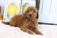 Lacy, a female Miniature Goldendoodle for sale in Baltic, OH – 4 of 4