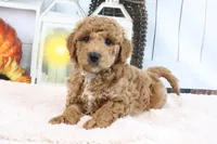 Frank, a male Miniature Goldendoodle for sale in Baltic, OH – 3 of 4