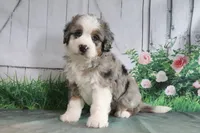 Maggie, a female Miniature Bernedoodle for sale in Baltic, OH – 4 of 4