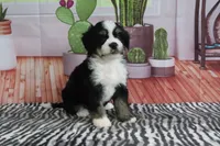 Scout, a male Miniature Bernedoodle for sale in Baltic, OH – 4 of 4