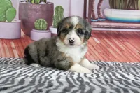 Stella, a female Miniature Bernedoodle for sale in Baltic, OH – 2 of 4