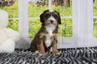 Rhett, a male Miniature Bernedoodle for sale in Baltic, OH – 3 of 4