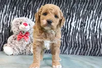 Cliff, a male Miniature Goldendoodle for sale in Baltic, OH – 2 of 4