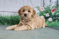 Trixie, a female Goldendoodle for sale in Baltic, OH – 2 of 4