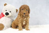 Ace, a male Miniature Goldendoodle for sale in Baltic, OH – 2 of 4
