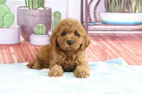 Kali, a female Miniature Goldendoodle for sale in Baltic, OH – 2 of 4